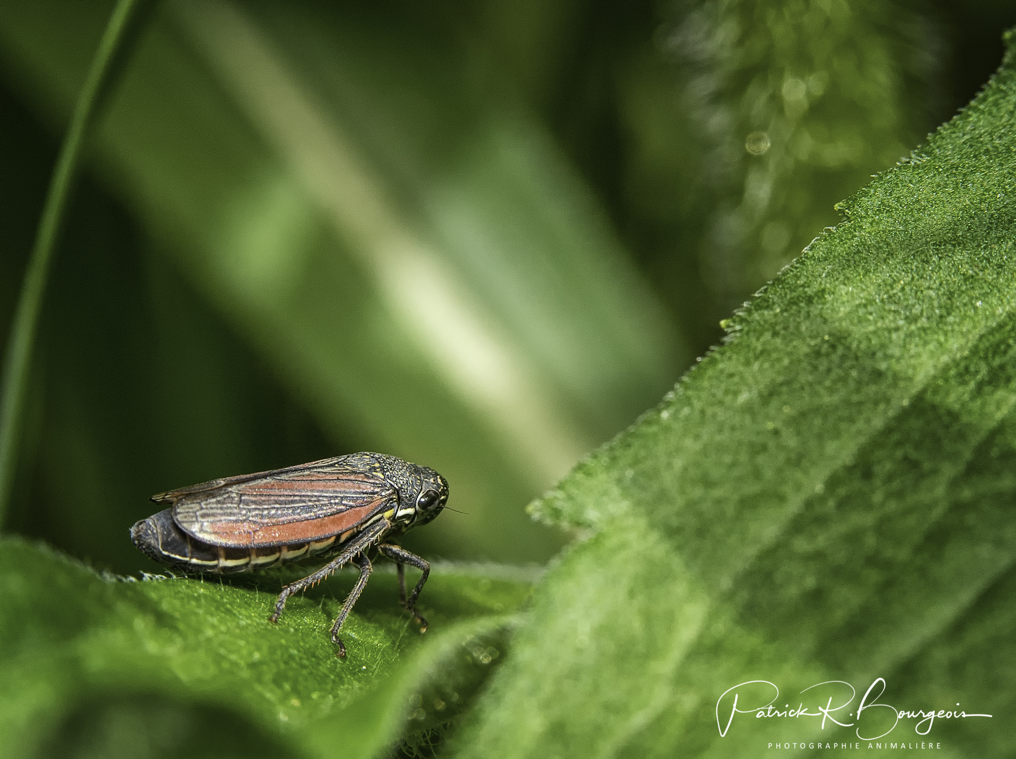 cercope rouge2 (1 sur 1)