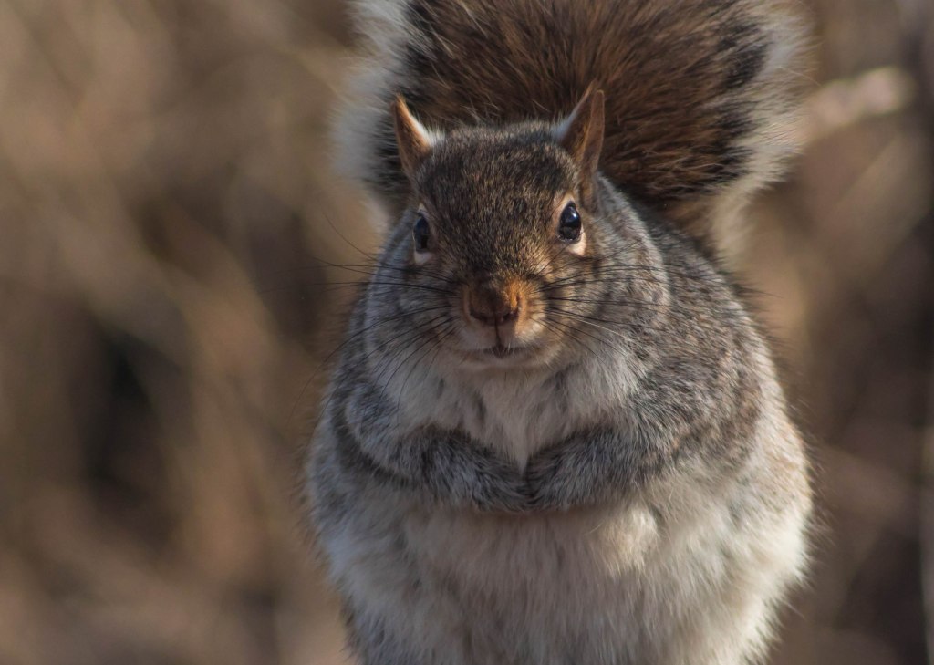 La ville et la&nbsp;nature