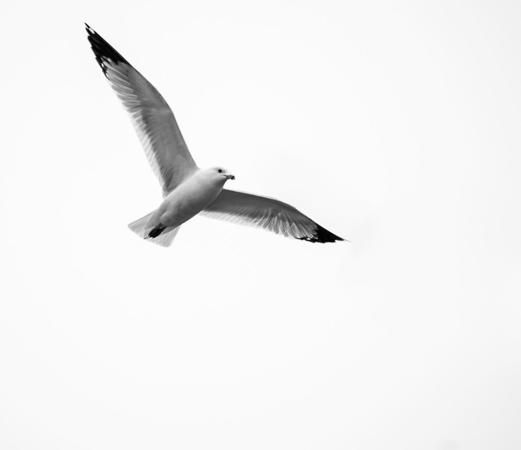 Encore des goélands