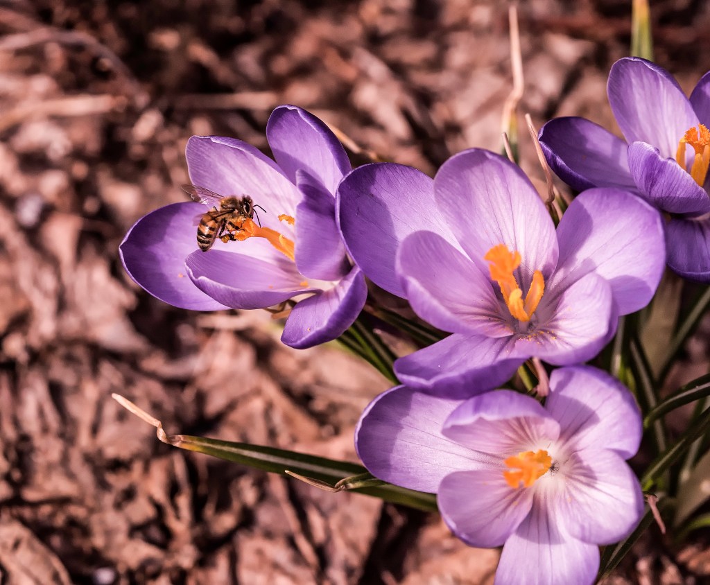 Ça sent le printemps&nbsp;!