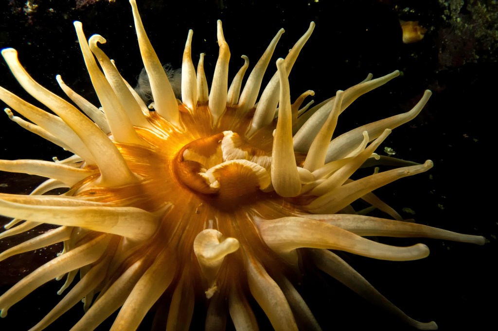 Des anémones retrouvées