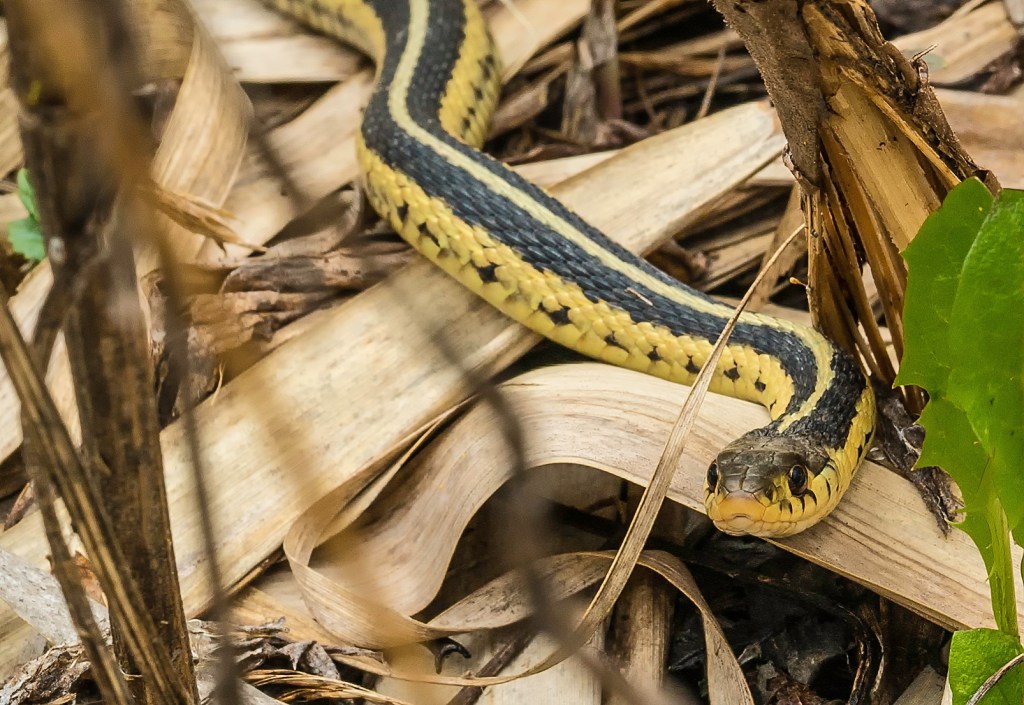 Enfin, des couleuvres!
