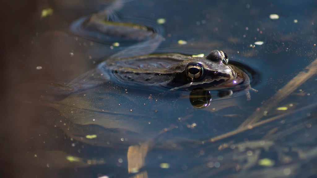 Une journée dans le&nbsp;marais