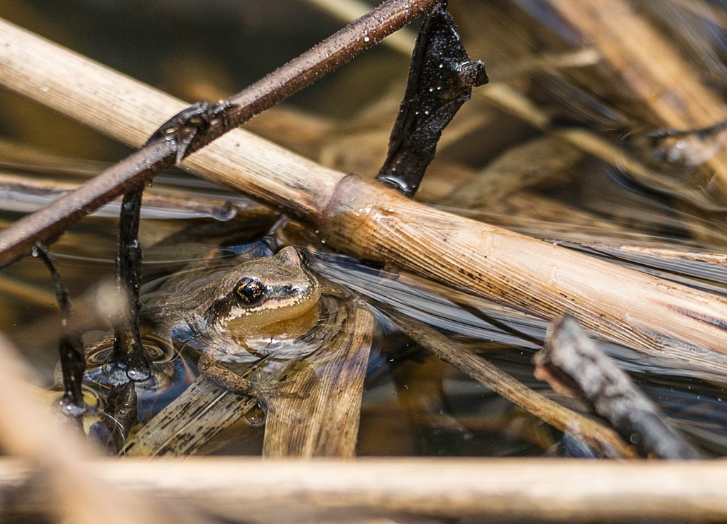 Trop froid pour la reproduction des&nbsp;rainettes