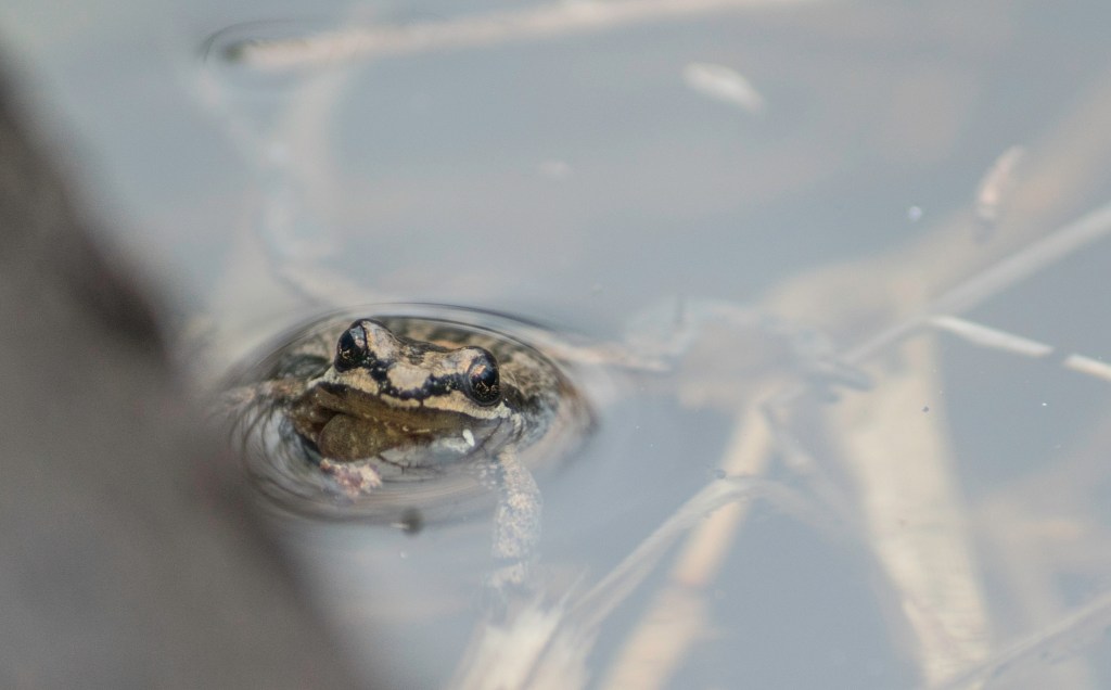 Les rainettes pondent&nbsp;déjà