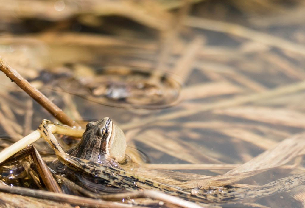 Une vidéo concernant la&nbsp;rainette