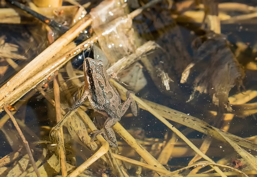 La rainette en&nbsp;macro!