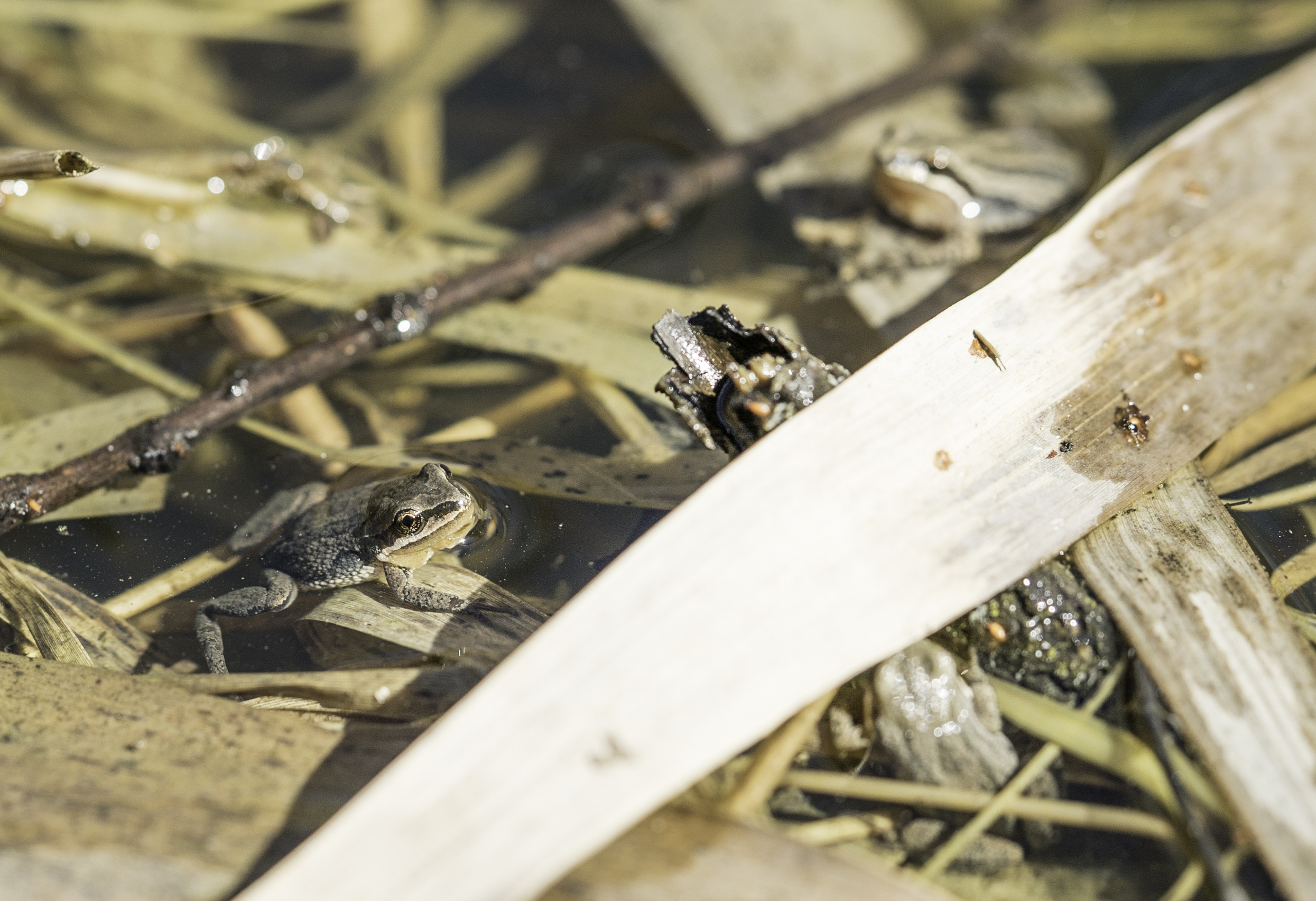 rainettes trois fois (1 sur 1)