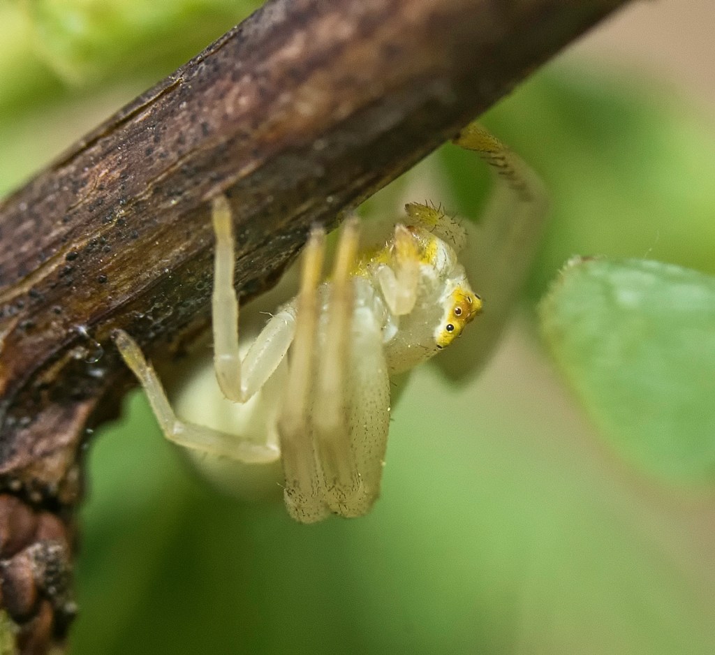 La macro:  un sport quasi&nbsp;extrême!