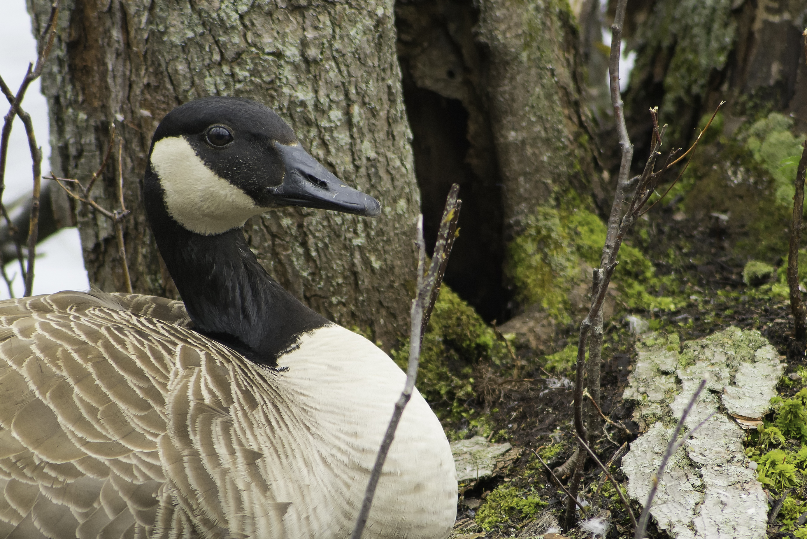 bernache au nid (1 sur 1)