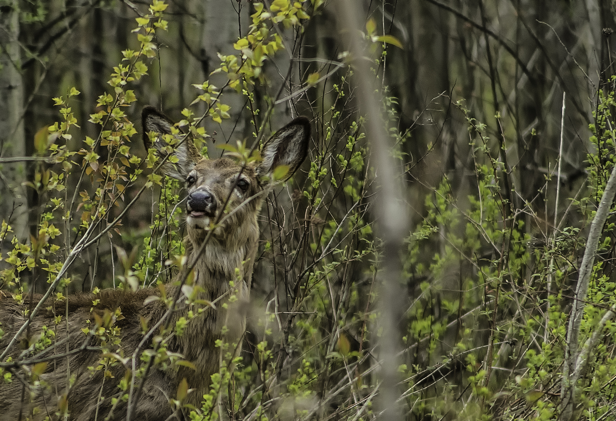 chevreuil2 (1 sur 1)