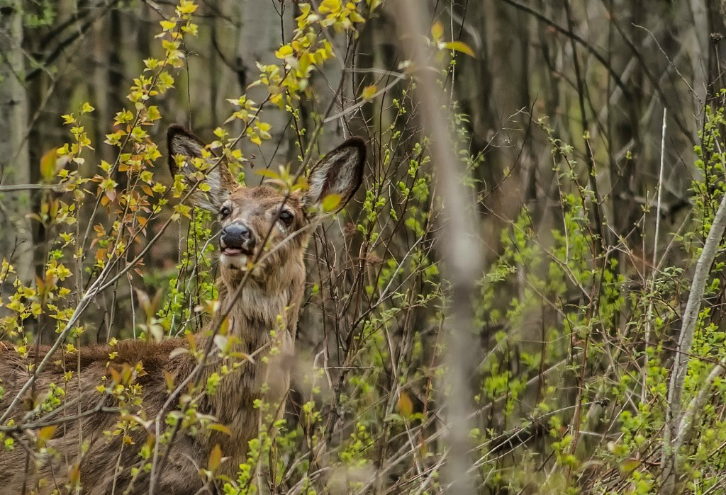 Photos prises dans le&nbsp;froid