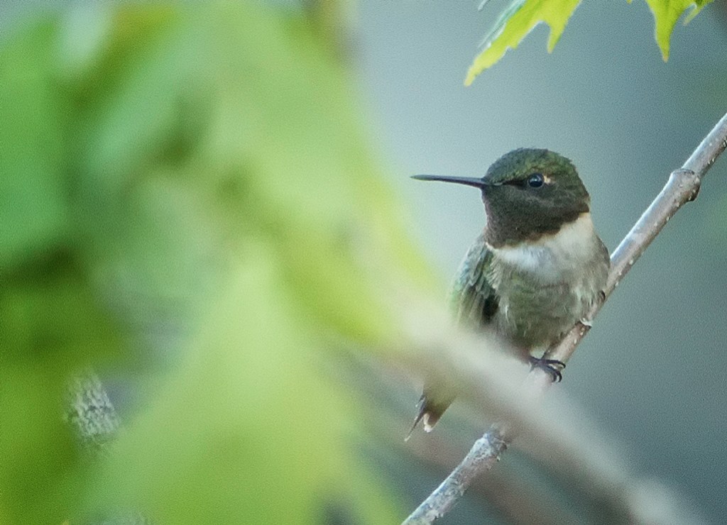 Le colibri:  un oiseau&nbsp;teigneux