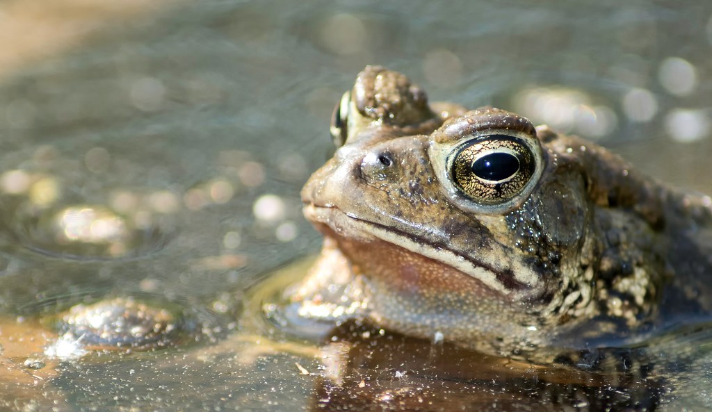 Le chant des&nbsp;crapauds