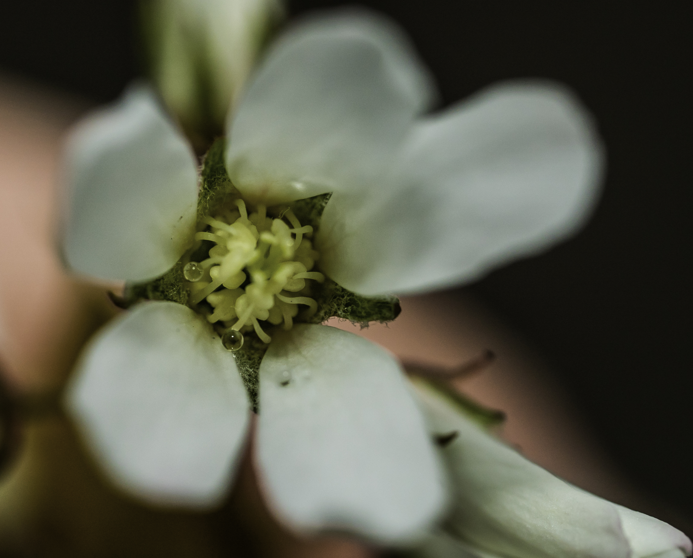 fleur gouttes (1 sur 1)