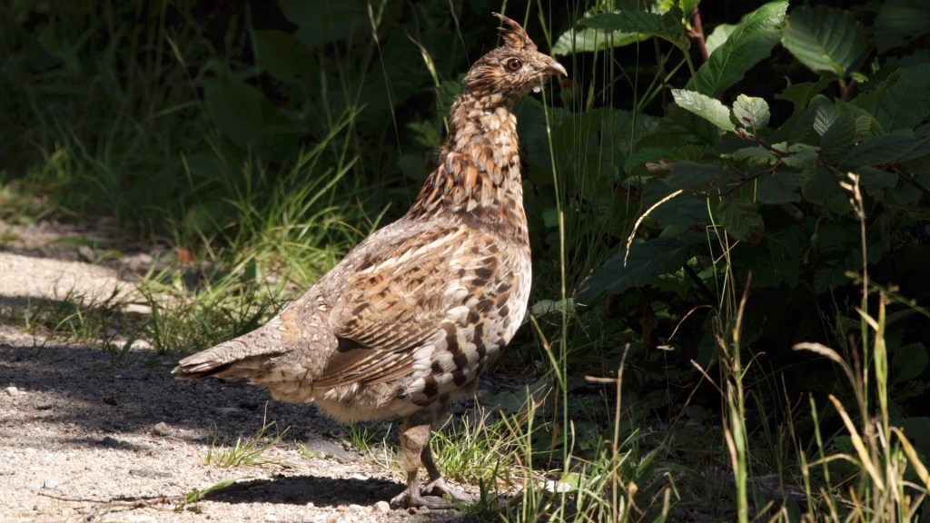 Une gélinotte anxieuse