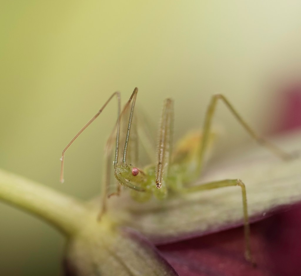 Les insectes disparaissent, et des chercheurs expliquent&nbsp;pourquoi