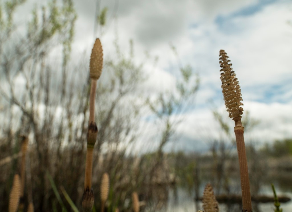 Le moqueur-chat pointe le bout de son&nbsp;bec