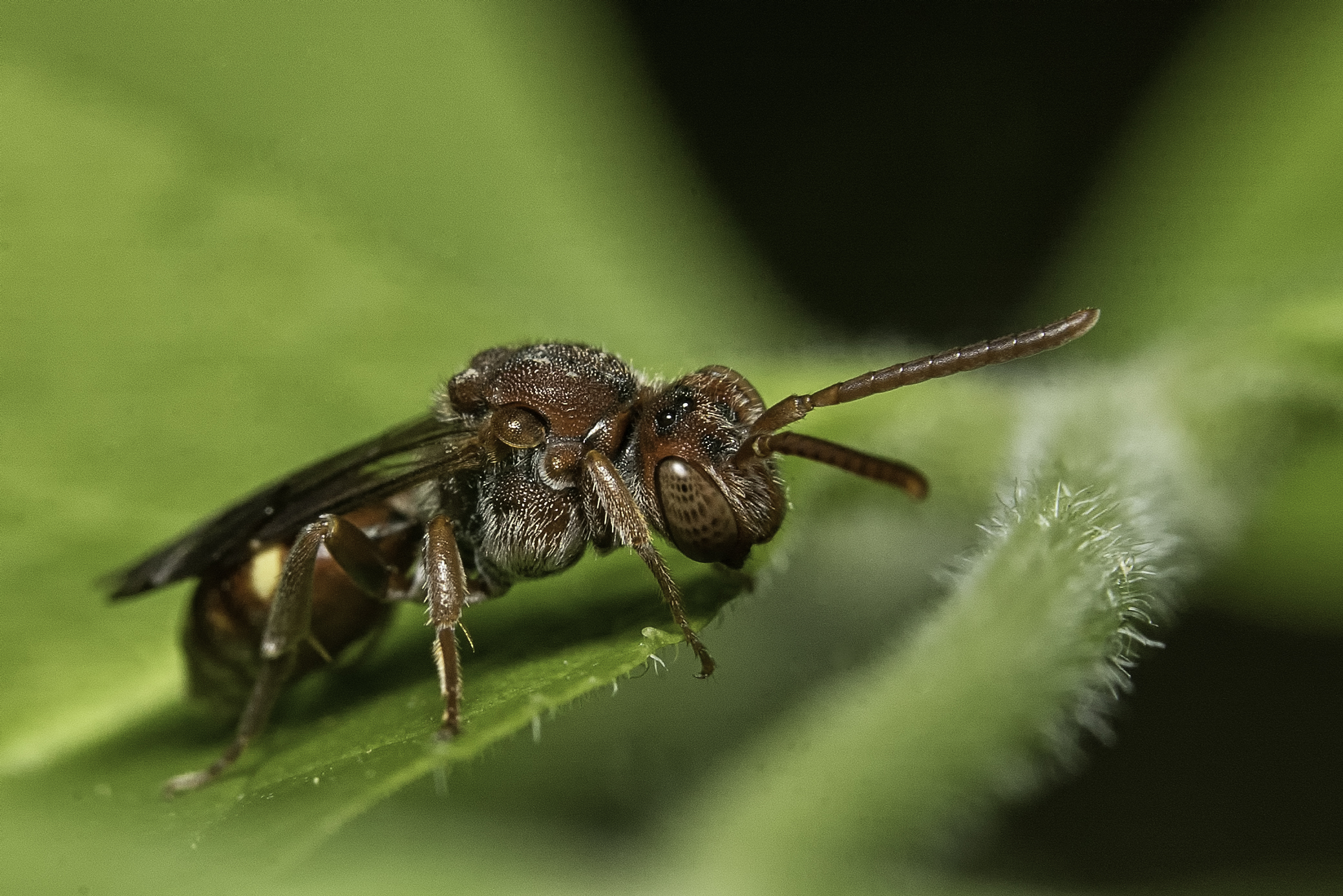mouche-guêpe?? (1 sur 1)
