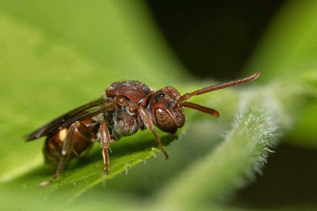 Une abeille parasite
