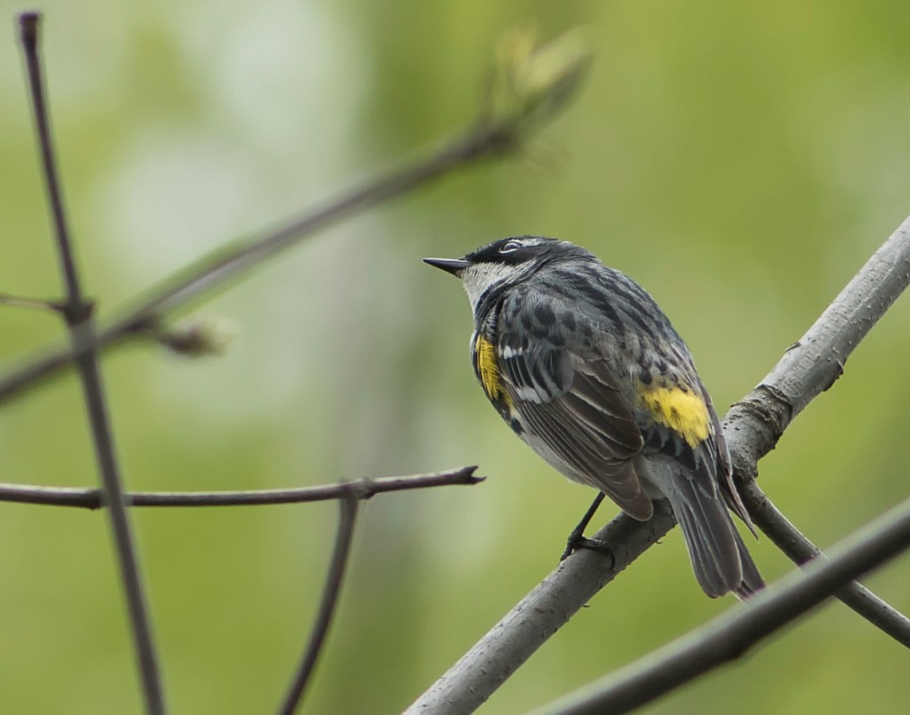 La chaleur ravive le&nbsp;marais