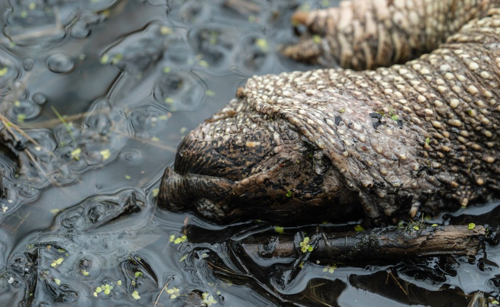 Le printemps froid fait des&nbsp;victimes