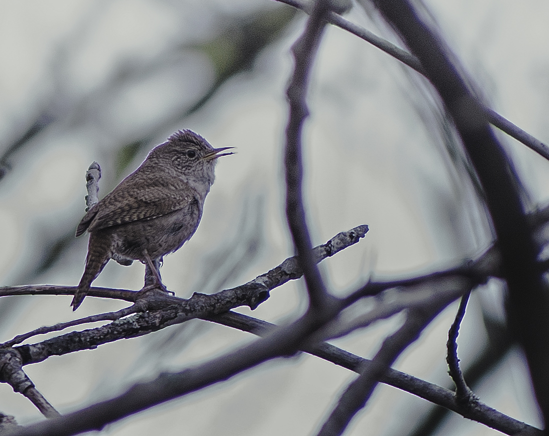 troglodyte (1 sur 1)