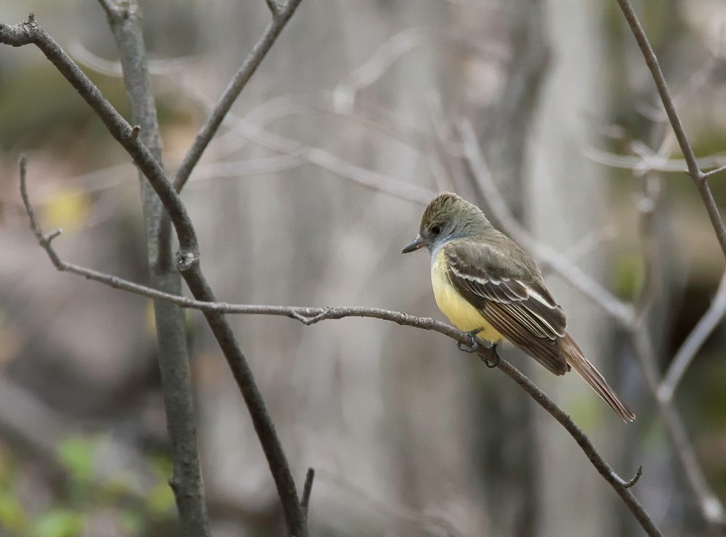 Le marais revit ! (un&nbsp;peu)