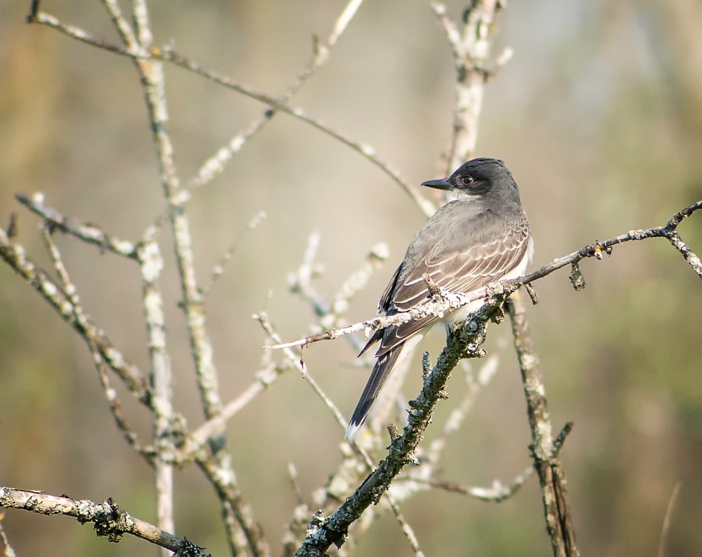 J&rsquo;ai vraiment eu le&nbsp;tyran!