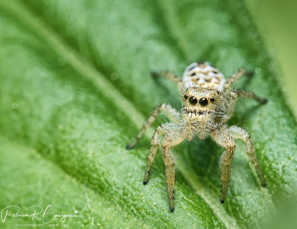 Des araignées-sauteuses à&nbsp;profusion
