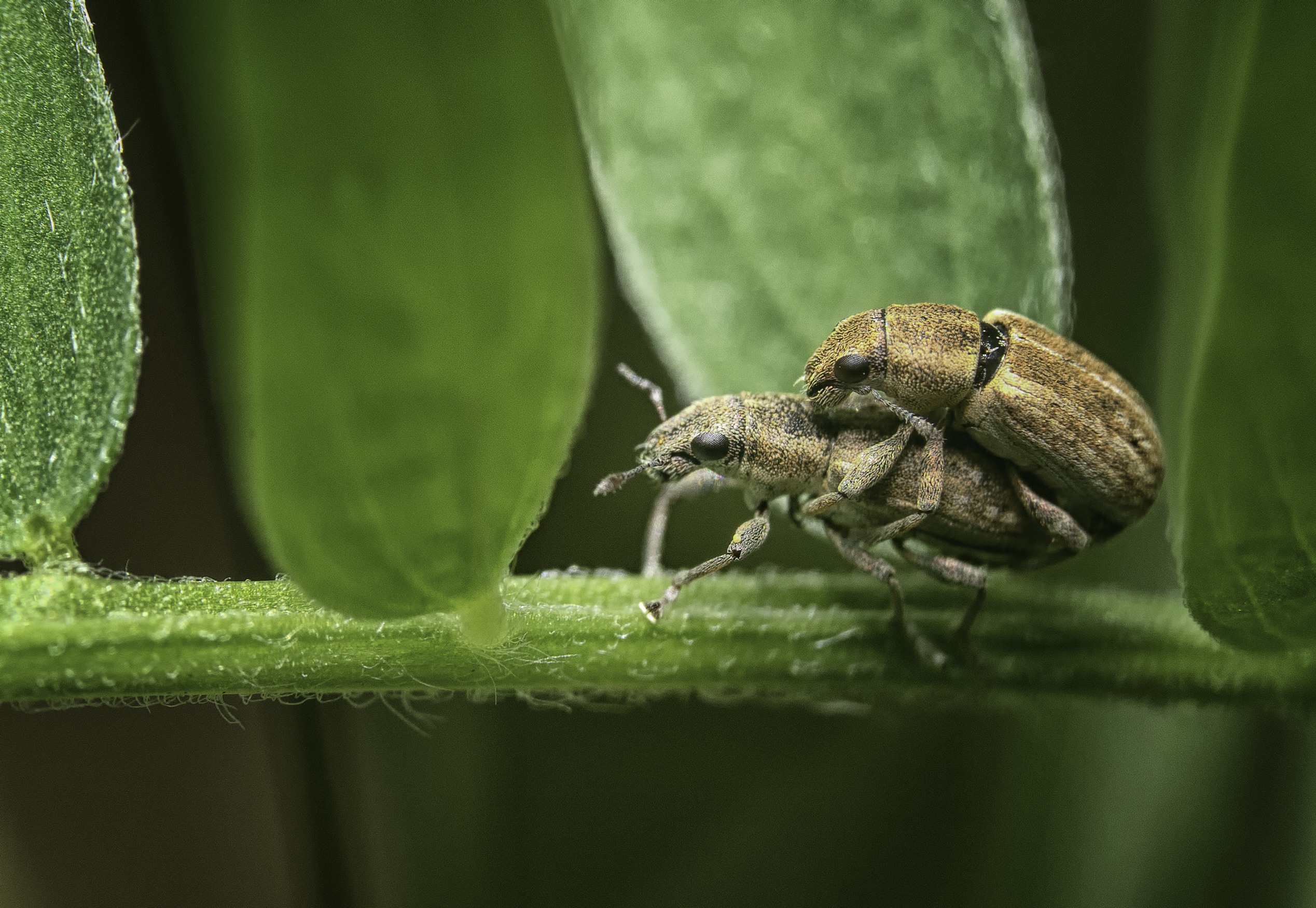 charançons copulent (1 sur 1)