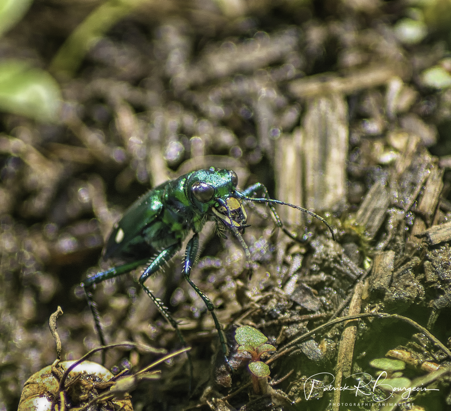 cincidèle à 6 points (1 sur 1)