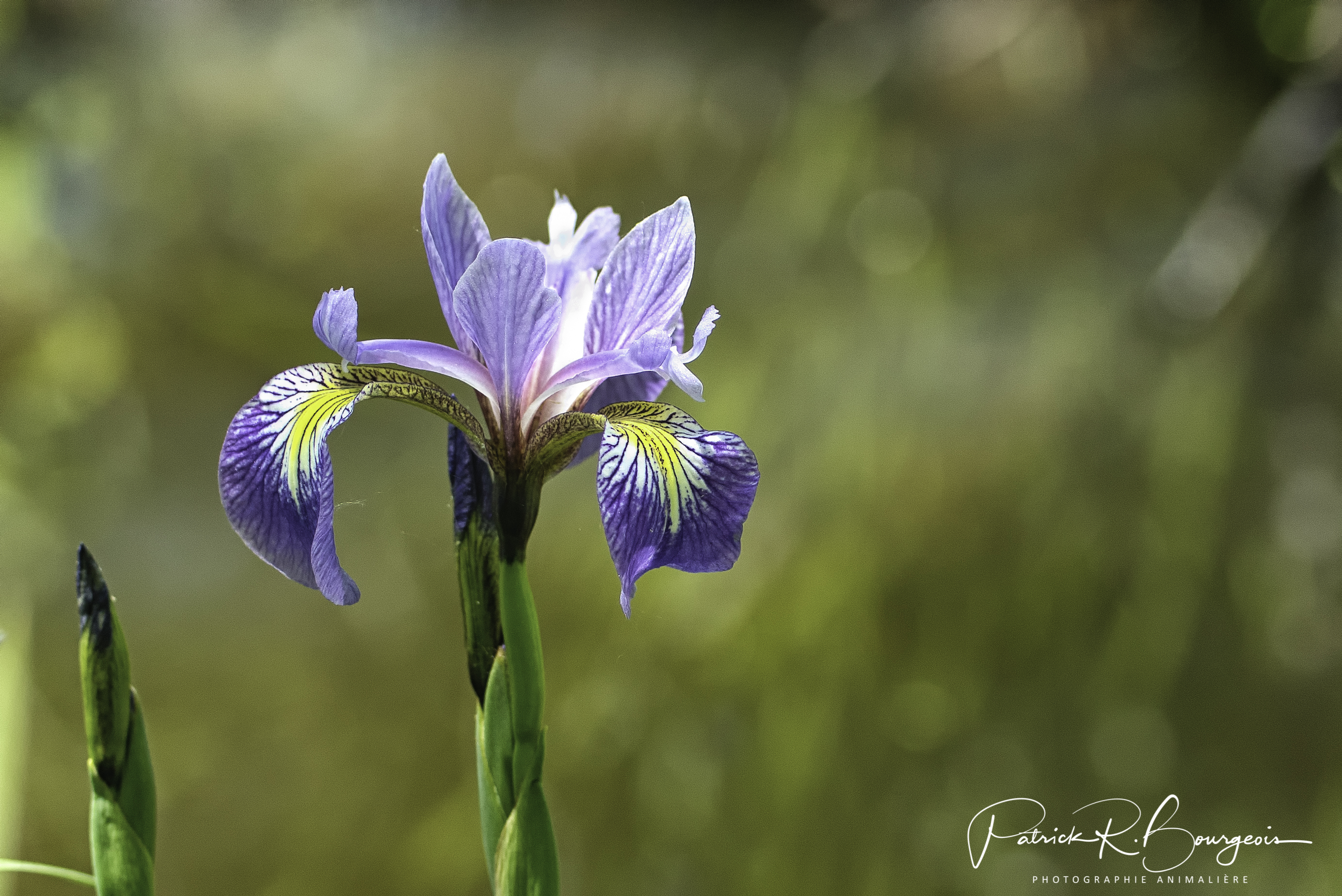 iris (1 sur 1)