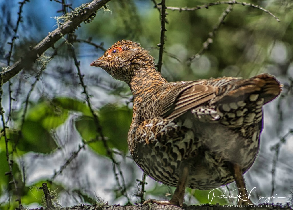 Un petit tour dans le&nbsp;bois