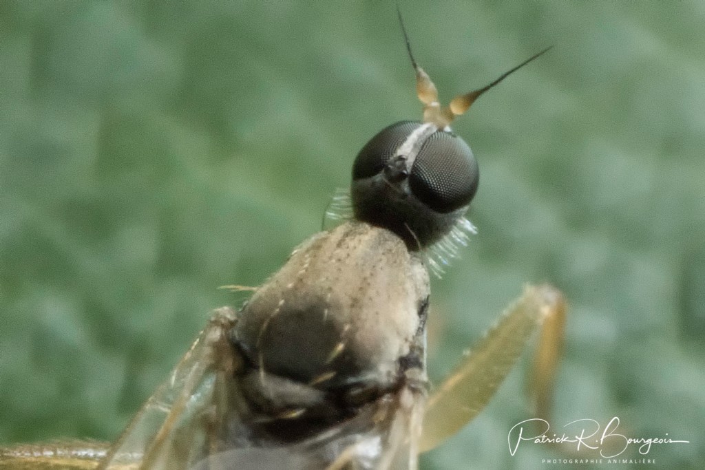 Mitakon:  je continue les&nbsp;tests