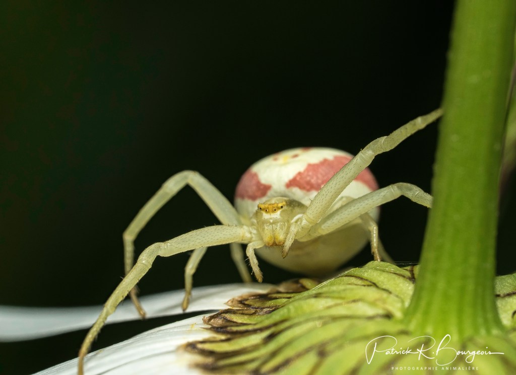 L&rsquo;araignée-caméléon