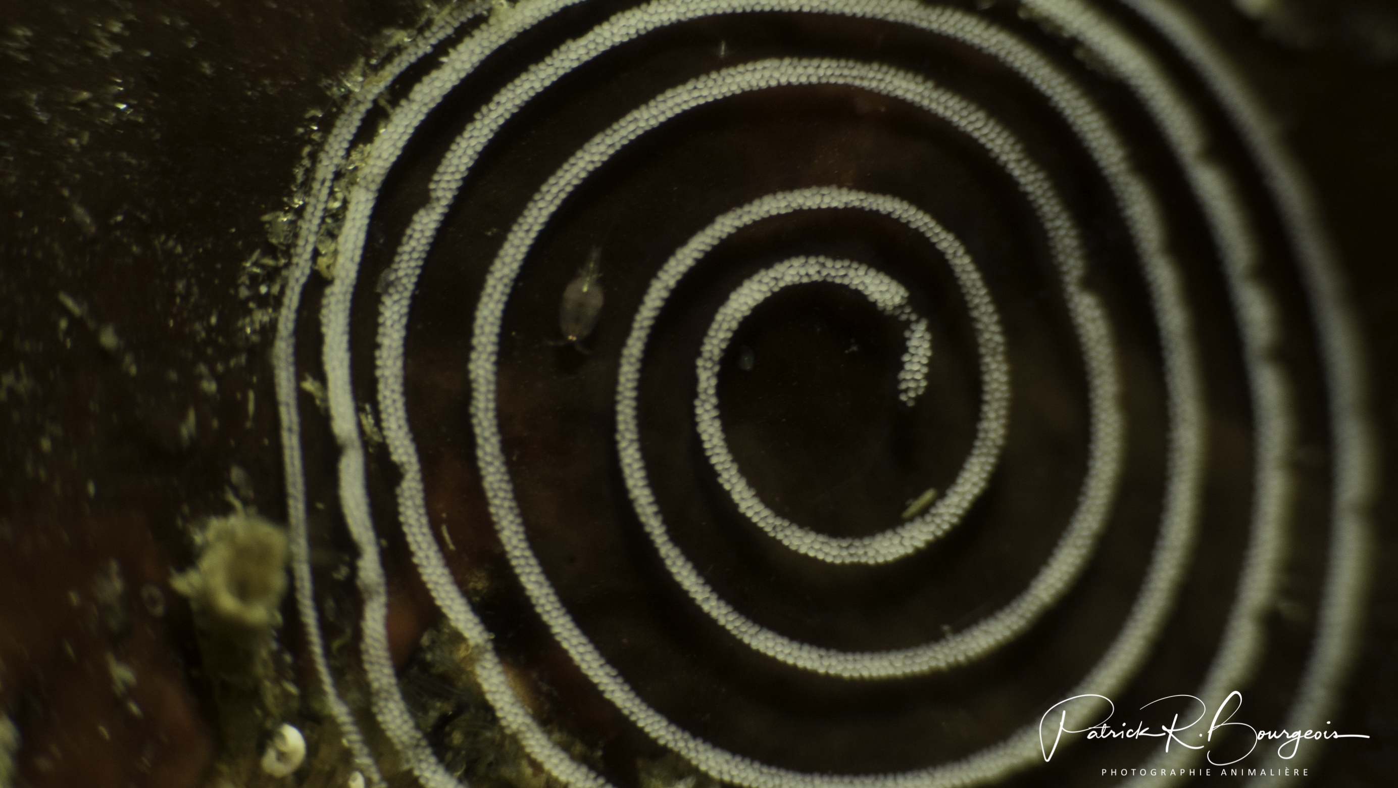 nudi oeufs (1 sur 1)