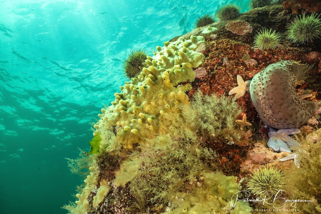 Le Saint-Laurent cristallin