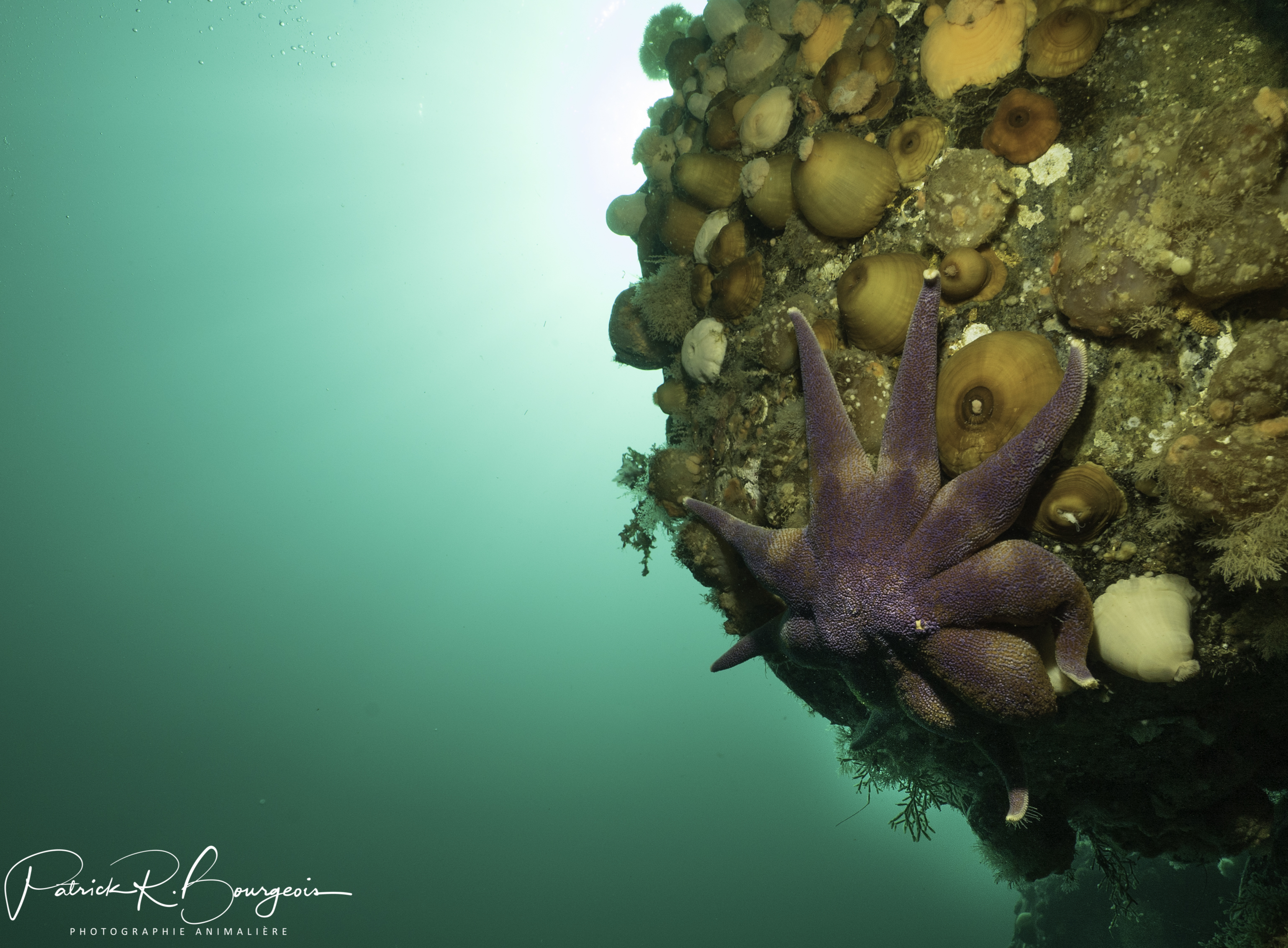 soleil pourpre récif (1 sur 1)