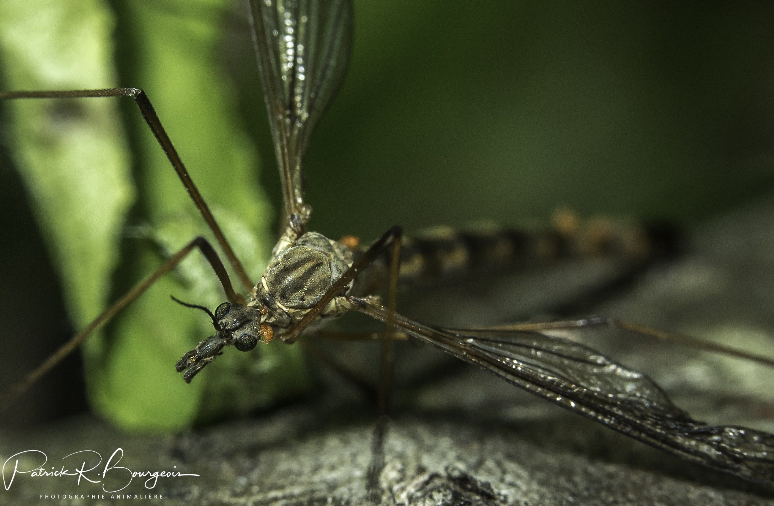 tipule mites (1 sur 1)