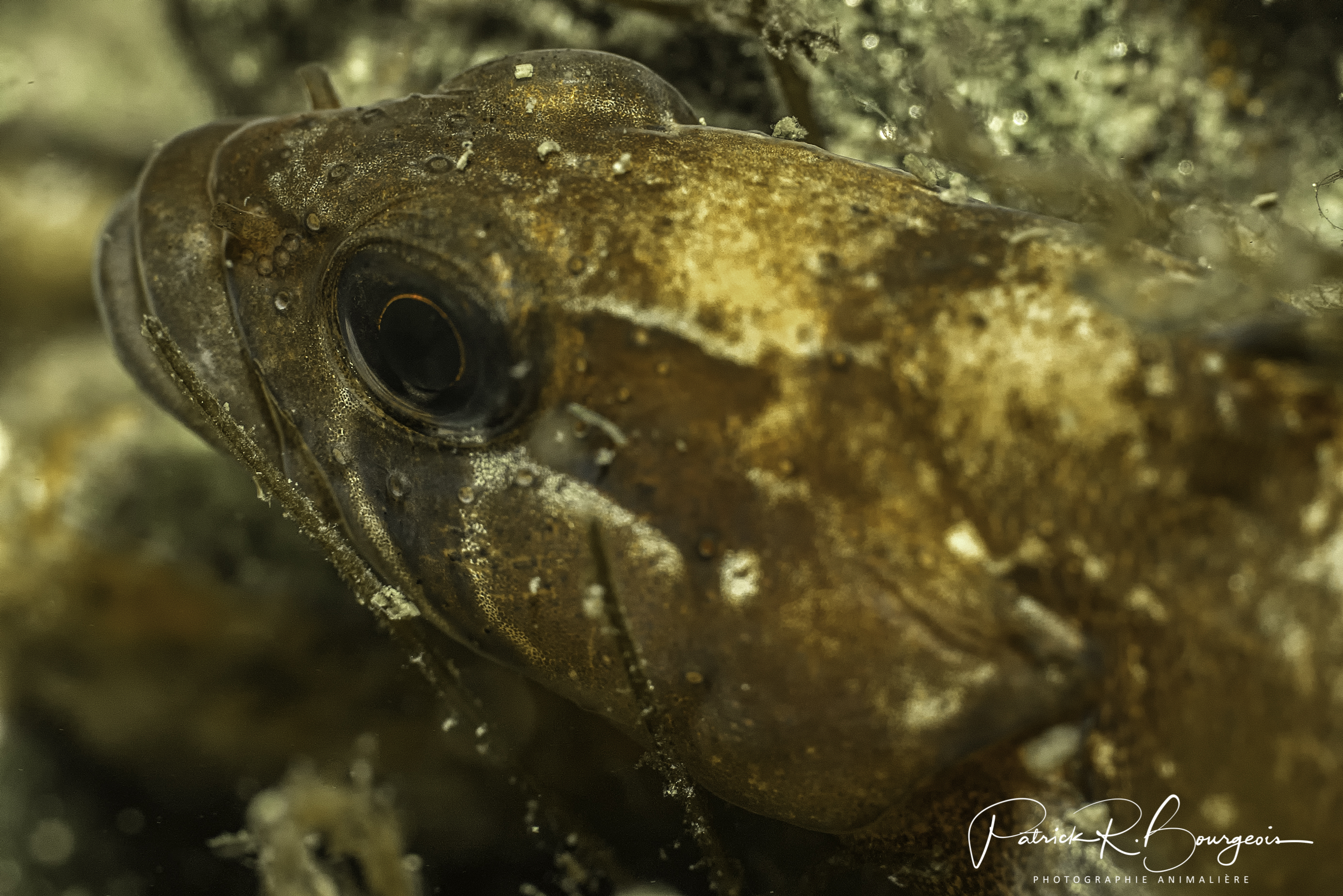 ulvaire deux lignes (1 sur 1)