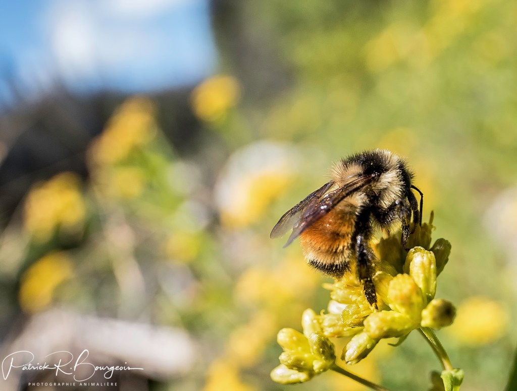Les bourdons font des&nbsp;provisions