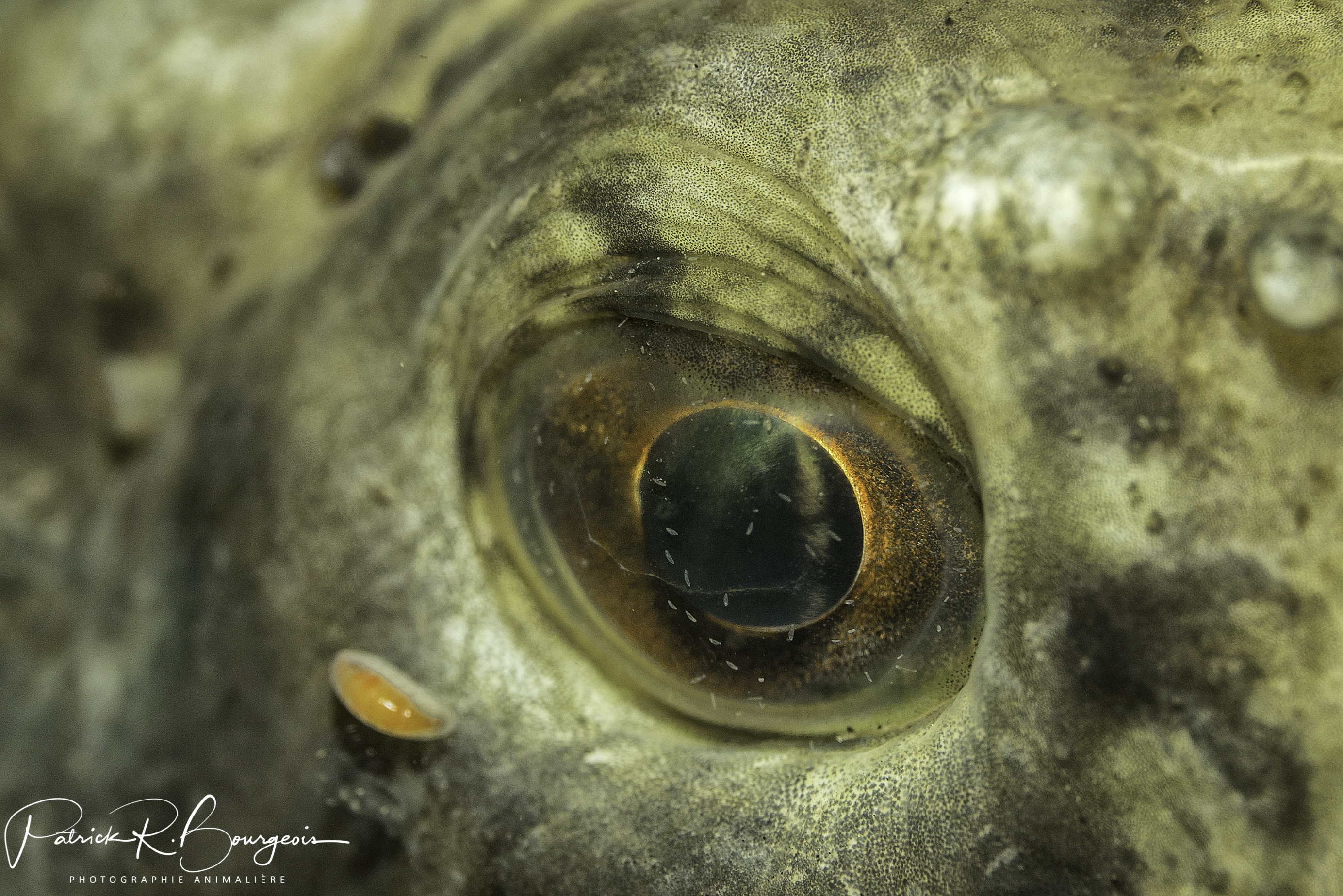 chaboisseau oeil (1 sur 1)