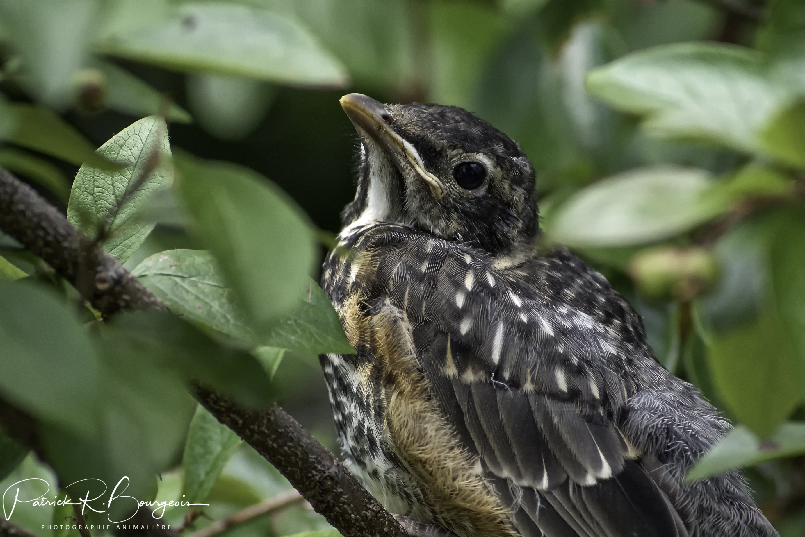 merle bébé (1 sur 1)
