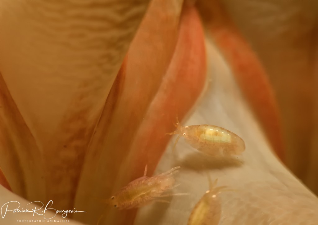 Des animaux sur d&rsquo;autres&nbsp;animaux