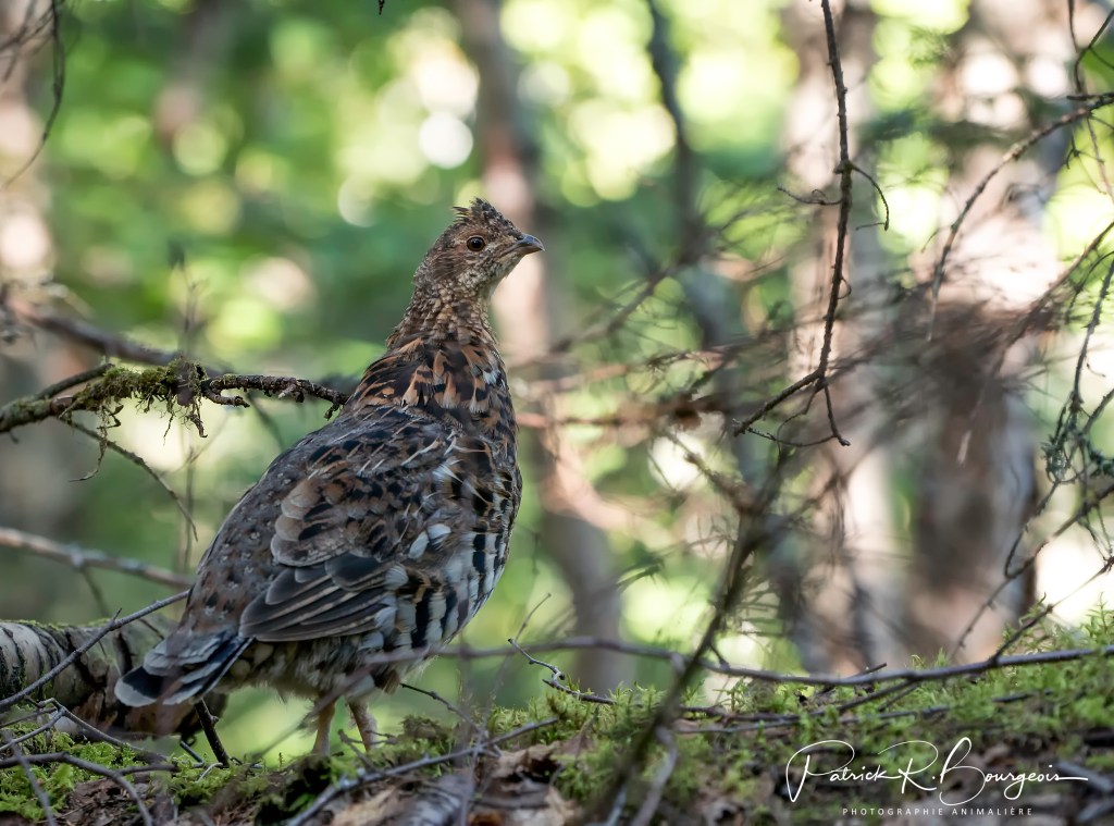 Poussins devenus grands