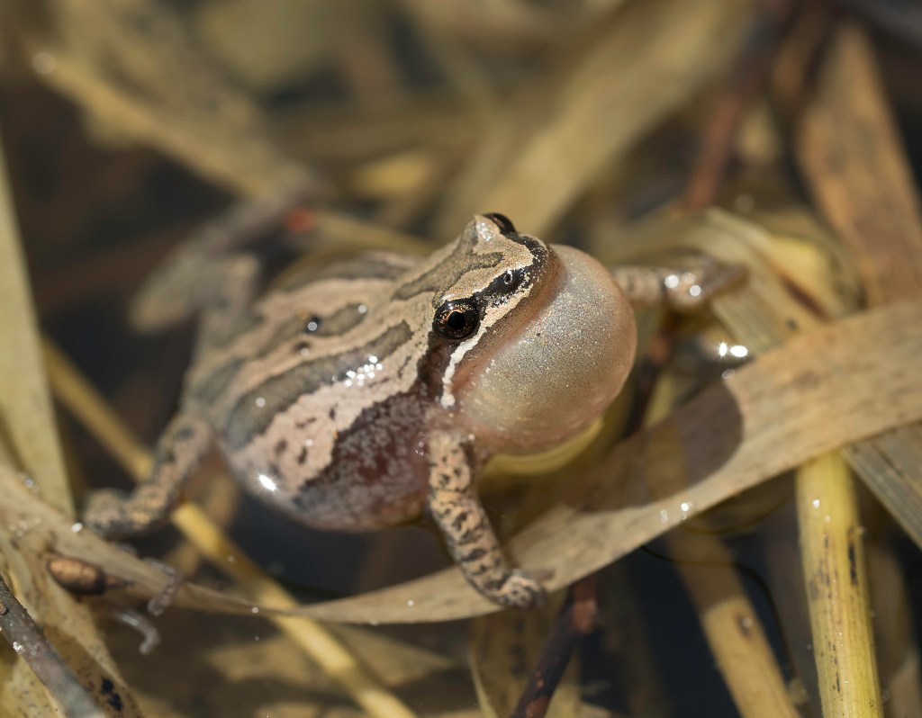 Rainette le film: Une étape de&nbsp;plus