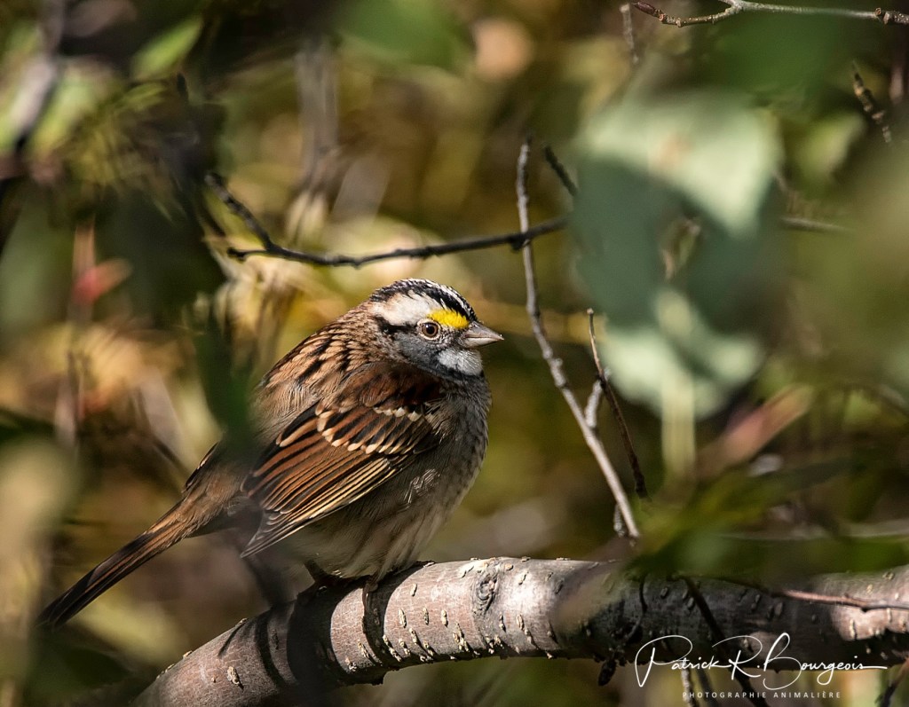 La saison des petites&nbsp;migrations