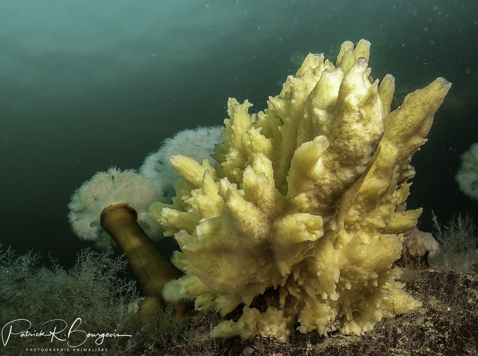 éponge verruqueuse (1 sur 1)