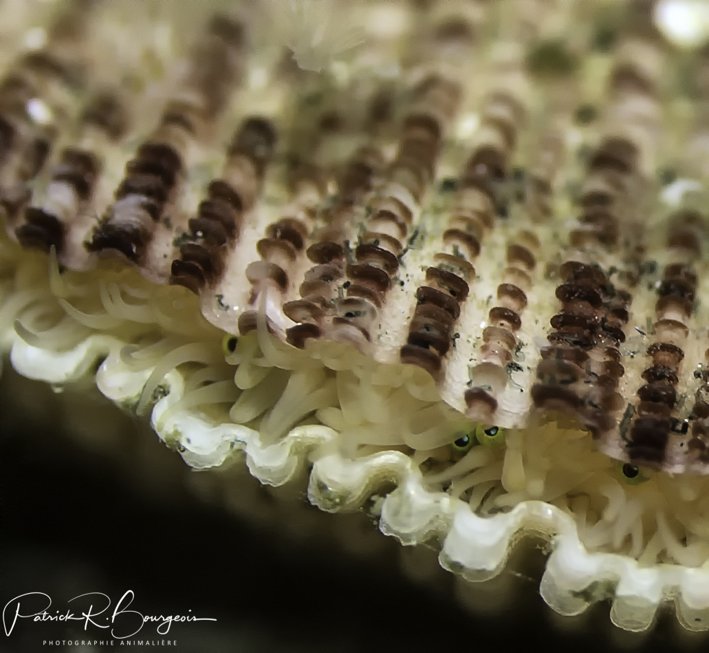 pétoncle (1 sur 1)